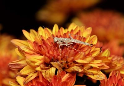 Close-up of insect on flower