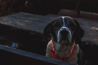 Close-up portrait of dog