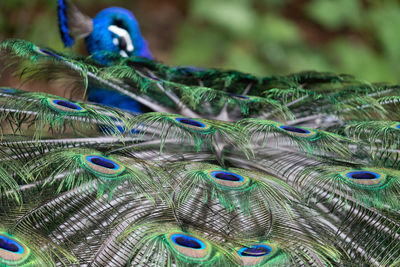 Close-up of peacock