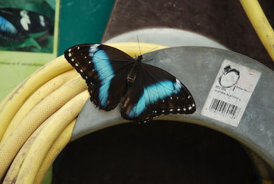 Close-up of butterfly perching on leaf