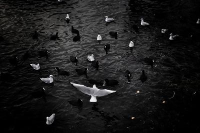 High angle view of swans floating on lake