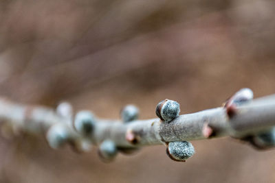 Close-up of rusty chain