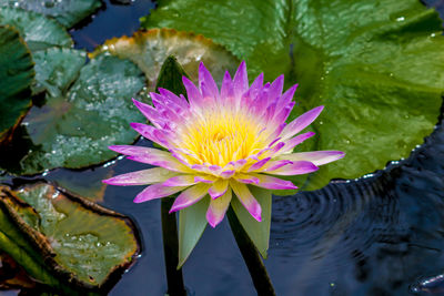 Lotus water lily in lake