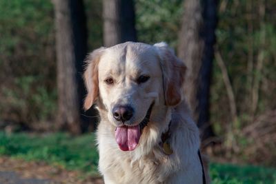 Close-up portrait of dog