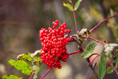 Close-up of insects on plant