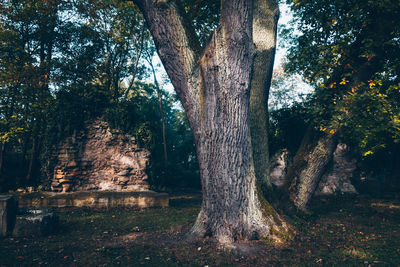 Trees in park