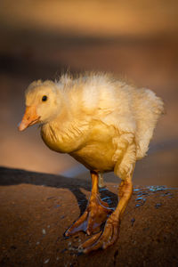 Gosling slides down side of artificial pond