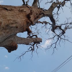 Low angle view of dead tree against sky