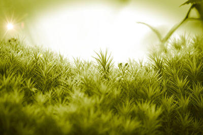 Close-up of grass against bright sun