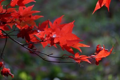 Close-up of maple leaves