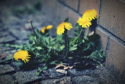 Close-up of yellow flower