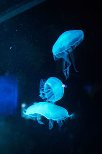 Close-up of jellyfish swimming in sea