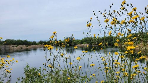 Scenic view of lake against sky