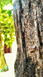 Close-up of tree trunk