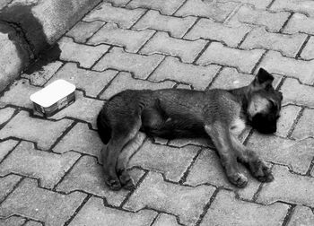 Cat lying on cobblestone