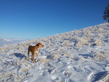 Horse on snow field against clear blue sky