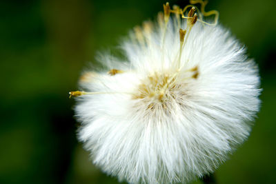 Close-up of white dandelion flower