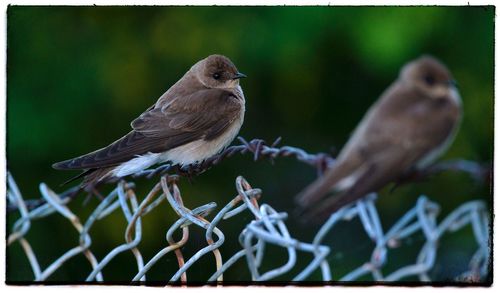 Close-up of bird perching outdoors