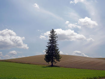 Tree on field against sky