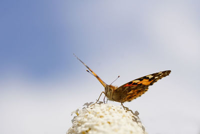 Close-up of butterfly on leaf against sky