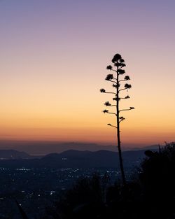 Silhouette tree against sky during sunset