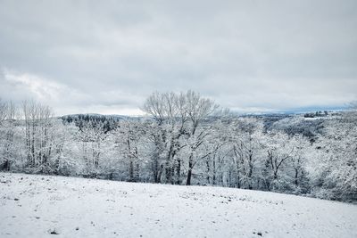 White snow landscape in wintertime with trees in aveyron, france