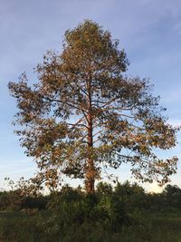 Low angle view of trees in forest against sky