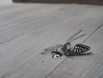 High angle view of insect on table