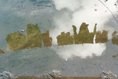 Reflection of trees in puddle