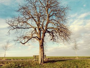 Trees on field against cloudy sky