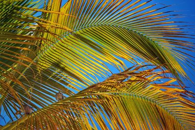 Low angle view of palm trees against sky
