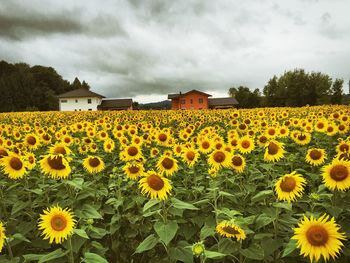 Sunflower field against cloudy sky