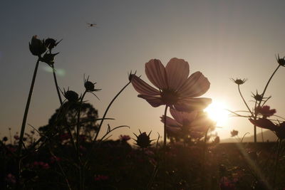 Close-up of flowering plants on field against sky during sunset