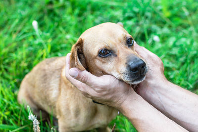 Owner holding dog's face in hands with great love and care.