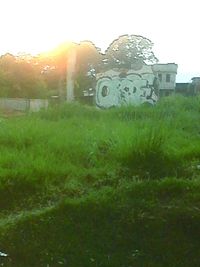 Sun shining through grassy field