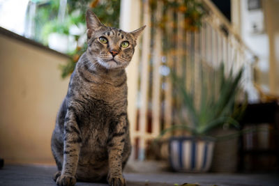 Portrait of cat at home