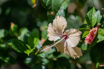 Close-up of white hibiscus on plant