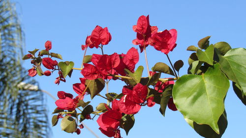 Low angle view of red flowering plant against sky