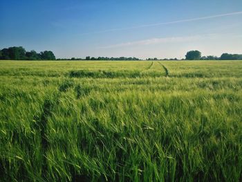 Scenic view of agricultural field against sky