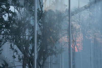 Trees in forest seen through glass window