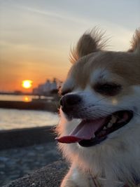 Close-up of dog looking at sunset