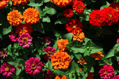 Close-up of fresh orange flowers blooming in plant