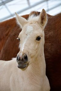 Close-up portrait of horse