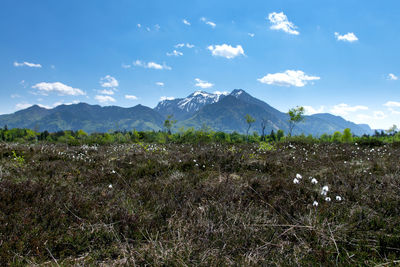 Scenic view of field against sky