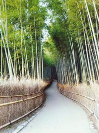 View of bamboo trees in forest