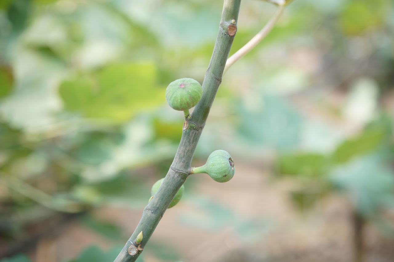 CLOSE-UP OF BUD GROWING OUTDOORS