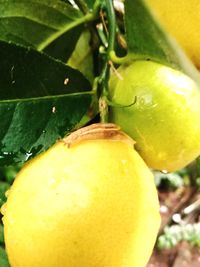 Close-up of lemon
