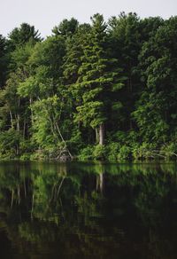 Reflection of trees in lake