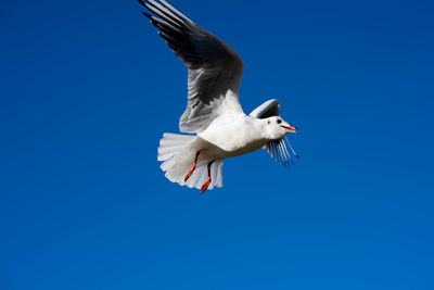 Low angle view of seagull flying in sky