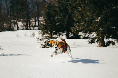 Dog running on snow covered landscape